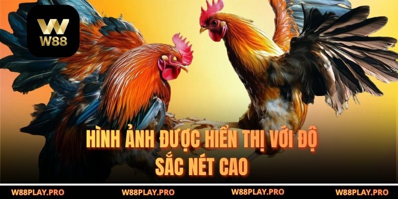 Hình ảnh được hiển thị với độ sắc nét cao